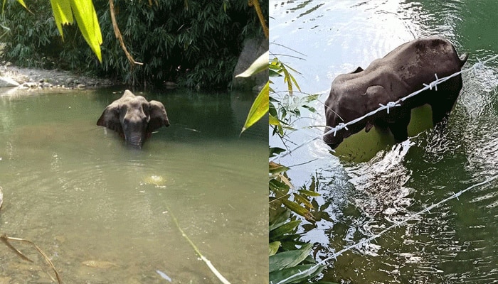 തലകുനിച്ച് പ്രബുദ്ധ മലയാളി;കൊടും ക്രൂരതയില്‍ പ്രതിഷേധം പടരുന്നു;സഹ്യന്‍റെ മകളെ നെഞ്ചേറ്റി ലോകം!