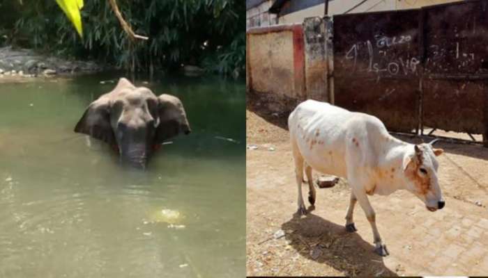 ഹിമാചലിൽ ഗർഭിണിയായ പശുവിൻ്റെ വായിൽ പടക്കം പൊട്ടിച്ചു, അയൽക്കാരനെതിരെ പരാതി 