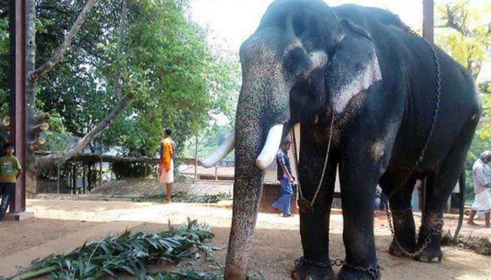 ഉത്സവ പ്രേമികളുടെ സ്വകാര്യ അഹങ്കാരമായ ഗജരാജന്‍ കോങ്ങോട് കുട്ടിശങ്കരന്‍ ചെരിഞ്ഞു