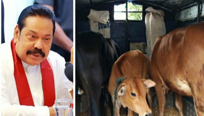 Cattle slaughter: ഗോ വധം നിരോധിച്ച്  Sri Lanka, മംസാഹാരികള്‍ക്കായി  ബീ​ഫ് ഇ​റ​ക്കു​മ​തി