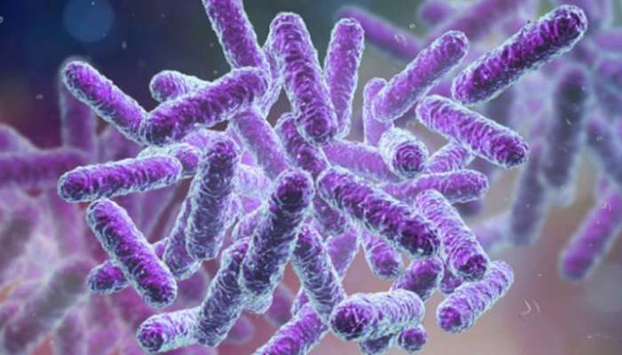 Shigella: കോഴിക്കോട് ഒന്നര വയസുകാരന് രോഗം സ്ഥിരീകരിച്ചു