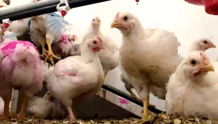 Bird Flu: ഡൽഹിയിൽ വിവിധയിടത്ത് ചിക്കൻ വിൽപ്പന നിരോധിച്ചു