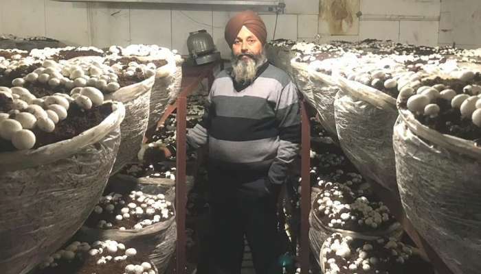 Mushroom King Of Punjab: ദിവസവും വിളവെടുക്കുന്നത് ഏഴ് ക്വിന്റൽ കൂൺ, വരുമാനം 1.25 കോടി