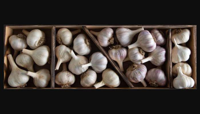 Garlic Benefits: വെളുത്തുള്ളി കഴിക്കുന്നവർ ഇൗ കാര്യങ്ങളെല്ലാം അറിഞ്ഞിരിക്കണം.