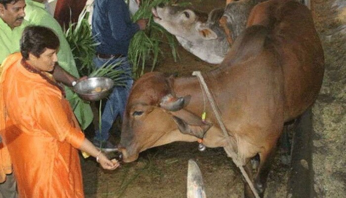 തന്നെ കോവിഡില്‍ നിന്നും സംരക്ഷിച്ചത് ഗോമൂത്രം..!! വെളിപ്പെടുത്തലുമായി BJP MP പ്ര​ഗ്യാ സിംഗ് ഠാക്കൂര്‍