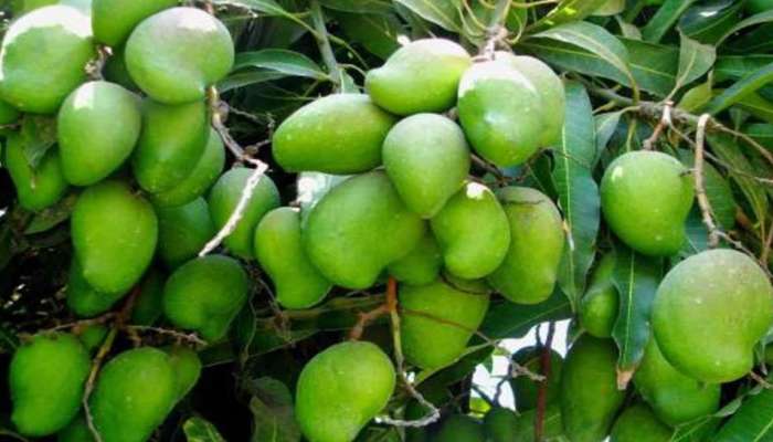 Raw Mangoes: കൊറോണയെ തുരത്താൻ പച്ച മാങ്ങ കഴിക്കൂ, അതും ഈ രീതിയിൽ!