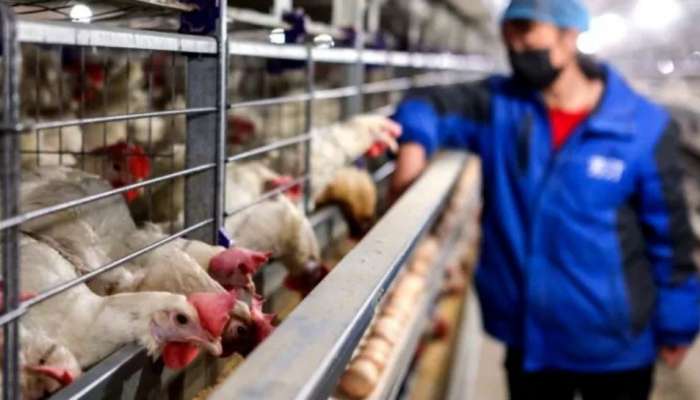 Bird flu infection in human: പക്ഷിപ്പനി മനുഷ്യരിലേക്ക് പടരുന്നു,ആദ്യ കേസ് ചൈനയിൽ