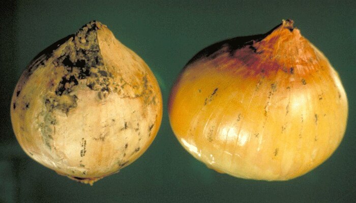 Onion Black mold: ഉള്ളികളിലെ കറുത്ത ഫംഗസ്,  Black Fungusന്  കാരണമാകുമോ?  വാസ്തവമെന്താണ് 