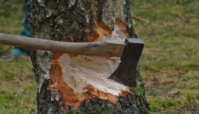 Muttil  Tree Cutting: മുട്ടിൽ മരം മുറി കേസ്: വിഷയം മുൻ മന്ത്രി കെ.രാജുവിന് അറിയാമായിരുന്നുവെന്ന് ആരോപണം