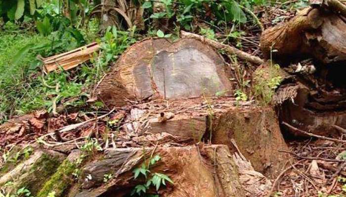 മുട്ടിൽ മരംമുറിക്കേസ്; കേന്ദ്ര വനംമന്ത്രി റിപ്പോർട്ട് തേടി, വിശദമായ അന്വേഷണം വേണമെന്ന് ബിജെപി