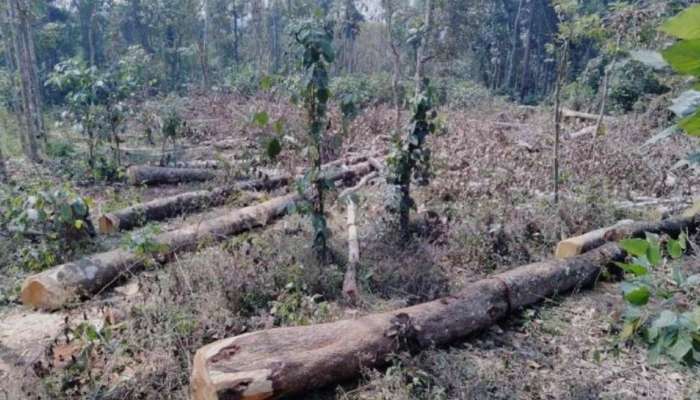 Muttil Tree Felling: മരം മുറി കളക്ട റുടെ മുന്നറിയിപ്പ്  അവഗണിച്ച്, കത്തിന് സ‍ർക്കാ‍ർ മറുപടി നൽകിയില്ല