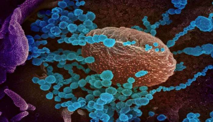 New Coronavirus : വവ്വാലുകളിൽ പുതിയതരം കൊറോണ വൈറസിന്റെ സാന്നിധ്യം കണ്ടെത്തി ചൈനീസ് ശാസ്ത്രജ്ഞർ 