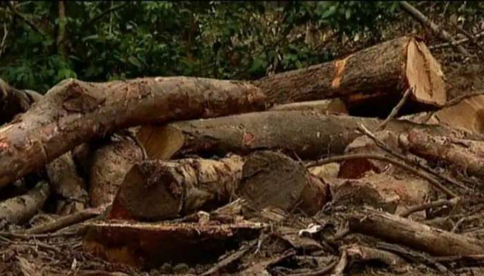 Muttil Tree Cutting: കേസിൽ റവന്യൂ പ്രിൻസിപ്പൽ സെക്രട്ടറിയും ഇടപ്പെട്ടിരുന്നതായി സൂചന