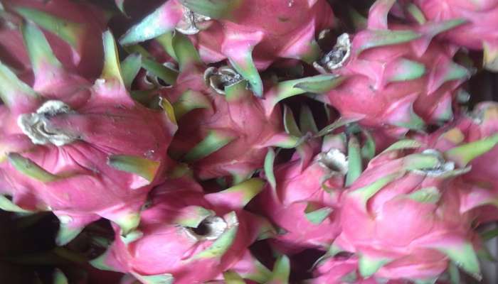 Dragon Fruit : അറിയാമോ നമ്മുടെ ഡ്രാഗണ്‍ ഫ്രൂട്ട് ഒരു നിസ്സാരക്കാരനല്ല;  ആരോഗ്യ ഗുണങ്ങളേറെ