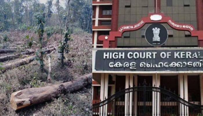 Muttil Tree Felling Bail Application Case: മുട്ടിൽ മരം മുറിയിൽ പ്രതികളുടെ ജാമ്യാപേക്ഷ ഇന്ന് ഹൈക്കോടതിയിൽ