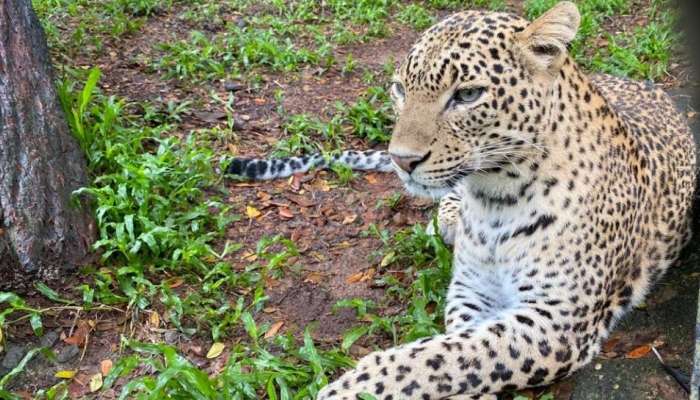 Janavi Leopard Trivandrum Zoo:ജാനവി പുലിക്ക് കുഞ്ഞ് പിറന്നു. അമ്മയും കുഞ്ഞും സുഖമായിരിക്കുന്നു