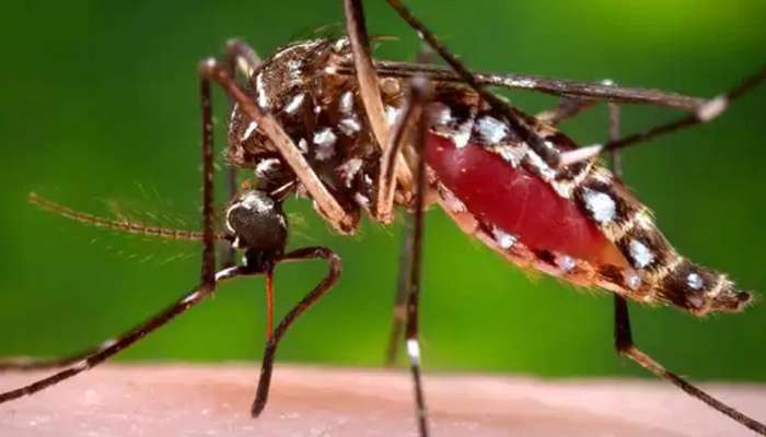 Zika Virus : സിക്ക വൈറസ് ബാധ കേരളത്തിൽ റിപ്പോർട്ട് ചെയ്ത സാഹചര്യത്തിൽ കന്യകുമാരി അതിർത്തിയിൽ പരിശോധന ശക്തമാക്കാൻ തമിഴ്നാട്