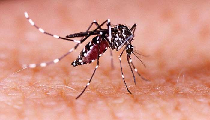 Zika Virus: സംസ്ഥാനത്ത് ഒരാൾക്ക് കൂടി സിക്ക വൈറസ് സ്ഥിരീകരിച്ചു