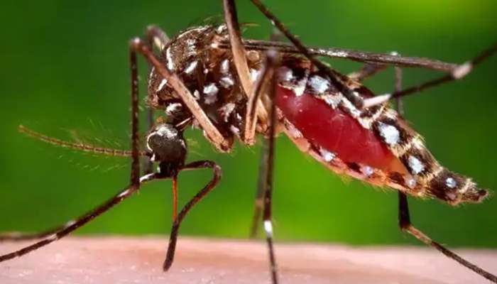 Zika Virus : സിക്ക വൈറസ് ബാധ കേന്ദ്ര സംഘം ഇന്ന് കേരളത്തിലെത്തി പരിശോധന നടത്തും