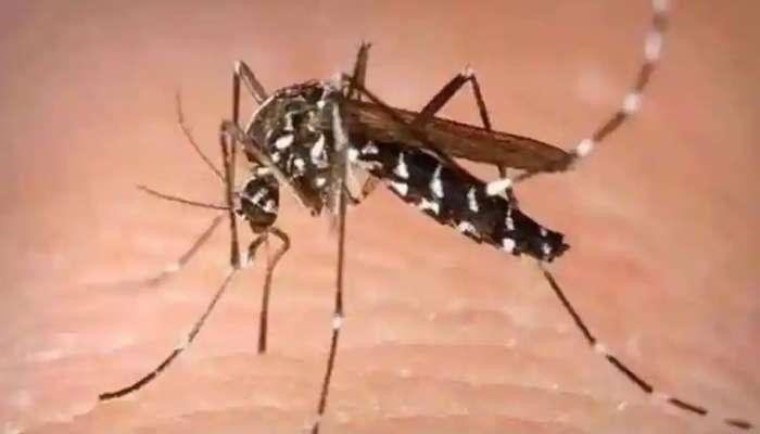 Zika Virus പ്രതിരോധം; തിരുവനന്തപുരം ജില്ലാ മെഡിക്കൽ ഓഫീസിൽ കൺട്രോൾ റൂം ആരംഭിച്ചു