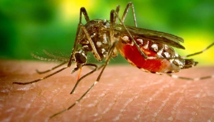 സംസ്ഥാനത്ത് മൂന്ന് പേർക്ക് കൂടി Zika Virus സ്ഥിരീകരിച്ചതായി ആരോ​ഗ്യമന്ത്രി