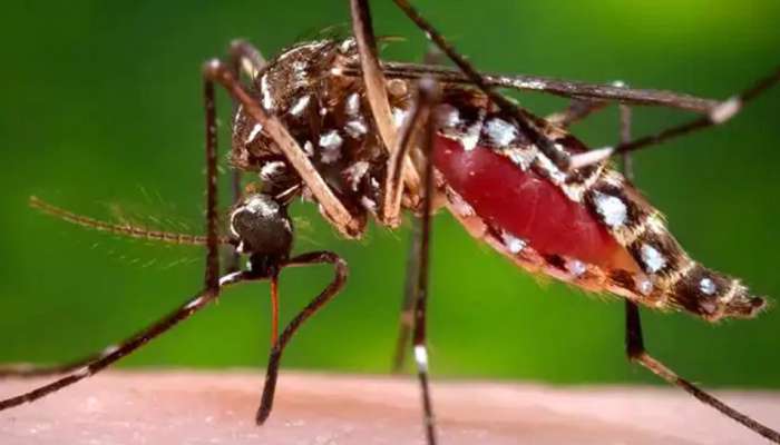 Zika Virus : മൂന്ന് പേര്‍ക്കും കൂടി സിക്ക വൈറസ് രോഗം സ്ഥിരീകരിച്ചു