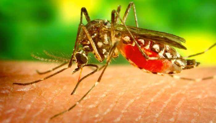 Zika Virus: സംസ്ഥാനത്ത് രണ്ട് പേർക്ക് കൂടി സിക്ക വൈറസ് സ്ഥീരീകരിച്ചു