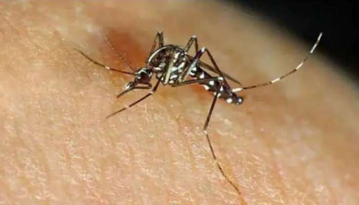 Zika Virus Updates: ഇന്ന്  5 പേര്‍ക്ക് കൂടി സിക്ക വൈറസ് രോഗം സ്ഥിരീകരിച്ചു