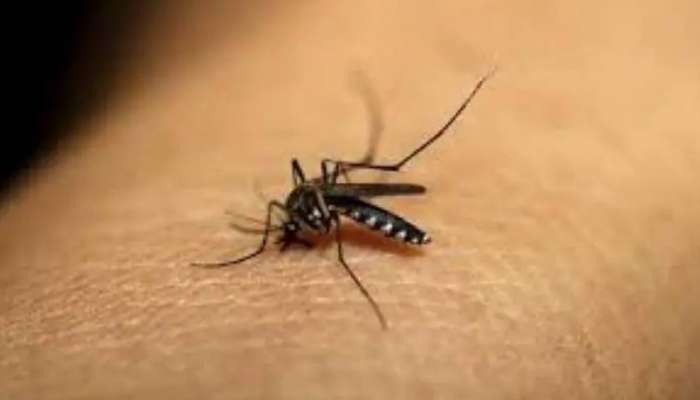 Zika Virus:സംസ്ഥാനത്ത് 2 പേര്‍ക്ക് കൂടി സിക്ക വൈറസ് രോഗം സ്ഥിരീകരിച്ചു