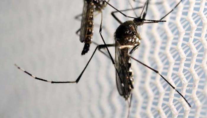 Zika Virus: മഹാരാഷ്ട്രയിലും   സിക്ക വൈറസ്, ആദ്യ കേസ് സ്ഥിരീകരിച്ചത് പൂനെയില്‍