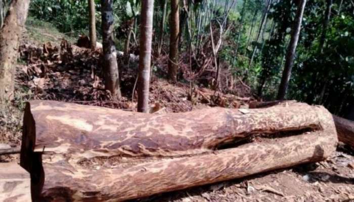 Muttil Tree Felling Case: മുട്ടിൽ മരംമുറി കേസ് അട്ടിമറിക്കാൻ ശ്രമം, ഉദ്യോഗസ്ഥനെതിരെ ഗുരുതര കണ്ടെത്തലുകൾ