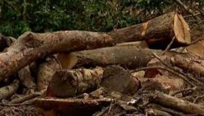 Muttil tree robbery case; അന്വേഷണം അട്ടിമറിക്കാൻ പ്രതികളും സാജനും തമ്മിൽ നടത്തിയ ഫോൺ സംഭാഷണത്തിന്റെ രേഖകൾ പുറത്ത്