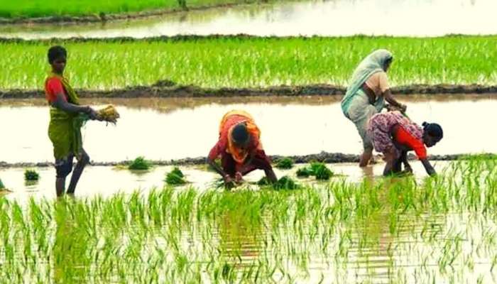 Paddy Co-operative Society: നെല്ല് കർഷകർക്കായി പുതിയ സഹകരണ സംഘം,പാലക്കാട് മാതൃകയിൽ