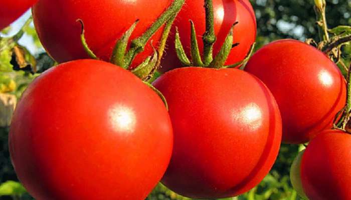 Tomato price crash: ദുരിതമൊഴിയാതെ കർഷകർ; തക്കാളിയുടെ മൊത്തവില കുത്തനെ ഇടിഞ്ഞു