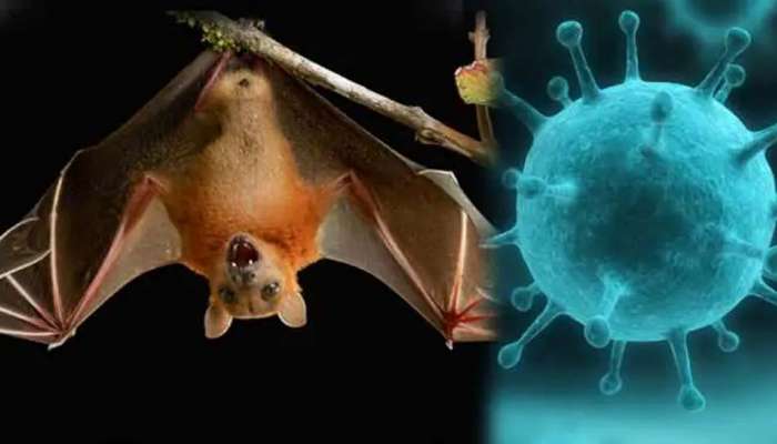 Nipah Death Calicut:  നിപ രോഗം സ്ഥിരീകരിച്ച വാർഡ് അടച്ചു; പ്രദേശവാസികളായ 17 പേർ നിരീക്ഷണത്തിൽ