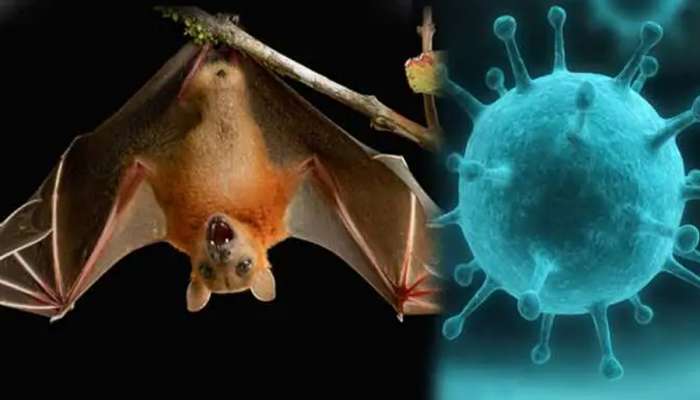 Nipah Treatment Protocol: നിപ ചികിത്സയ്ക്കുള്ള പ്രോട്ടോകോൾ പുറത്തിറക്കി ആരോ​ഗ്യവകുപ്പ്