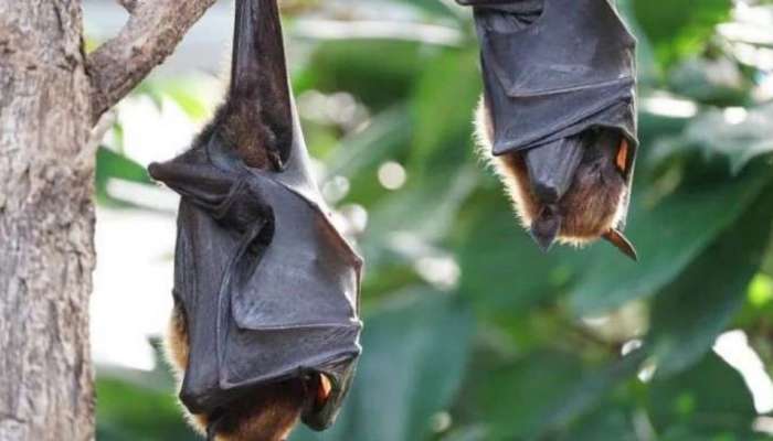 Nipah Updates Kerala| പഴങ്ങളല്ല കോഴിക്കോട്ടെ നിപ്പയ്ക്ക് പിന്നിൽ, കണക്കു കൂട്ടലുകൾ പാളുന്നു