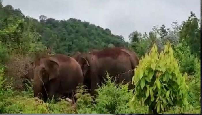 Wild Elephant : ഇരിട്ടിയിൽ ദമ്പതികൾക്ക് നേരെ കാട്ടാന ആക്രമണം; ഭർത്താവ് മരിച്ചു; ഭാര്യ അതീവ ഗുരുതരാവസ്ഥയിൽ