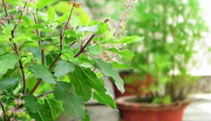 Tulsi Plant Rules: നിങ്ങളുടെ വീട്ടിൽ തുളസി ചെടി ഉണ്ടോ? എങ്കിൽ ഈ പ്രധാന കാര്യം അറിയുക അല്ലെങ്കിൽ..