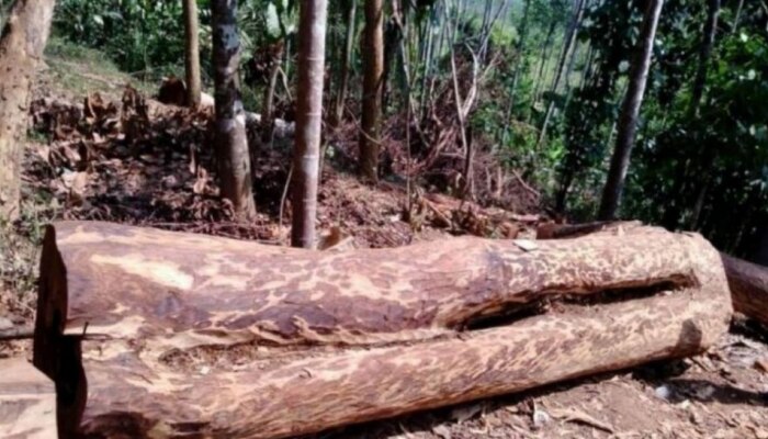 Muttil Tree Felling: മീനങ്ങാടി പോലീസ് രജിസ്റ്റർ ചെയ്ത കേസിൽ അന്വേഷണം മന്ദ​ഗതിയിലെന്ന് ആക്ഷേപം