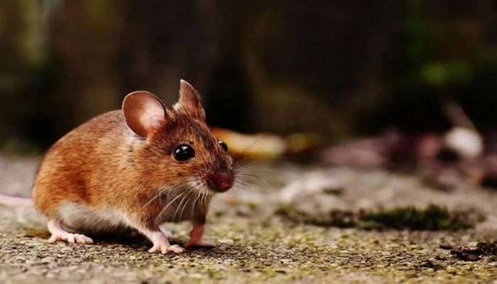 How To Get Rid Of Mice: എലിയെ വീട്ടിൽ നിന്നും ഓടിക്കാൻ ഈ വിദ്യകൾ പരീക്ഷിക്കൂ