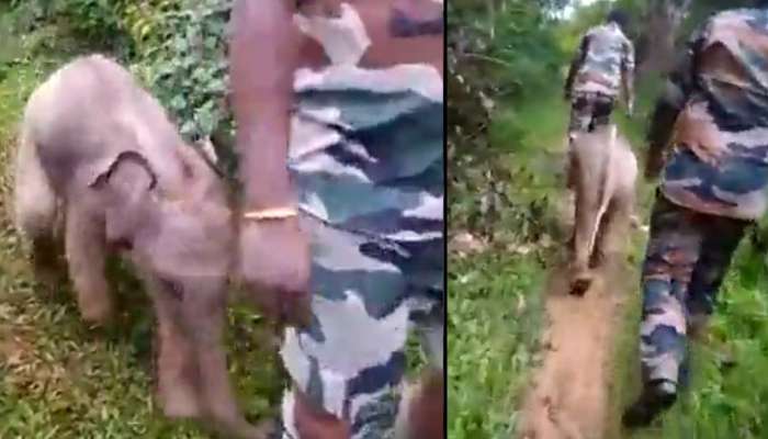 Baby Elephant Viral Video: അമ്മയുടെ അടുത്തേയ്ക്ക്....!! ഫോറസ്റ്റ്  ഓഫീസര്‍മാരുടെ പിന്നാലെ കുണുങ്ങി കുണുങ്ങി നടന്നുപോകുന്ന കുട്ടിയാന...  