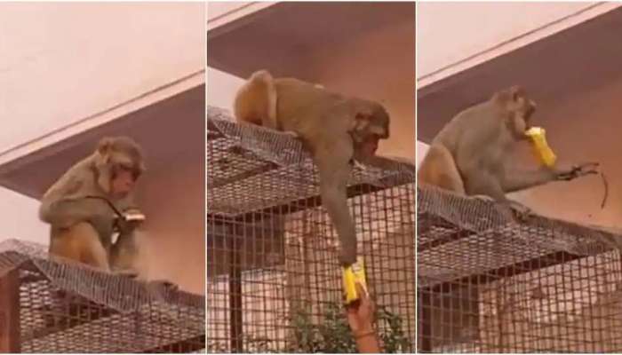 Exchange offer! കഴിയ്ക്കാന്‍ തന്നാല്‍ കണ്ണട തരാം...!!   Monkey Video വൈറല്‍ 