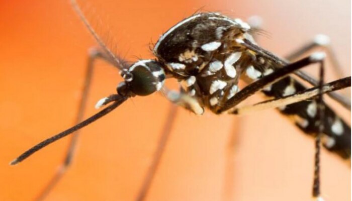 Dengue fever | ഡെങ്കിപ്പനി: കേരളമടക്കമുള്ള സംസ്ഥാനങ്ങളിലേക്ക് കേന്ദ്രസംഘം എത്തുന്നു