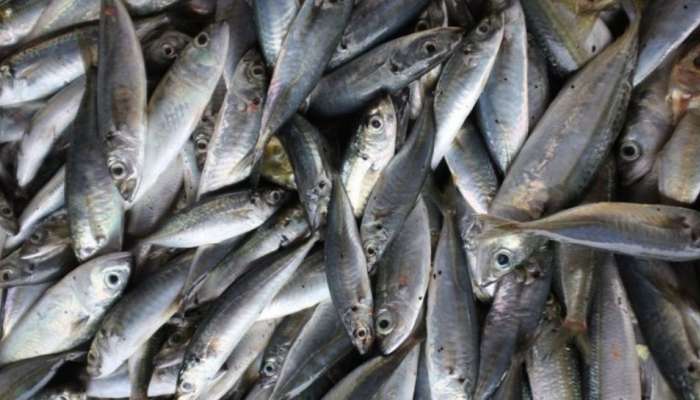 Fish Selling Rule| മീൻ വാങ്ങുന്നവർ സൂക്ഷിക്കുക,മണ്ണ് വിതറിയ മത്സ്യവിൽപ്പനയ്ക്കെതിരെ നടപടി