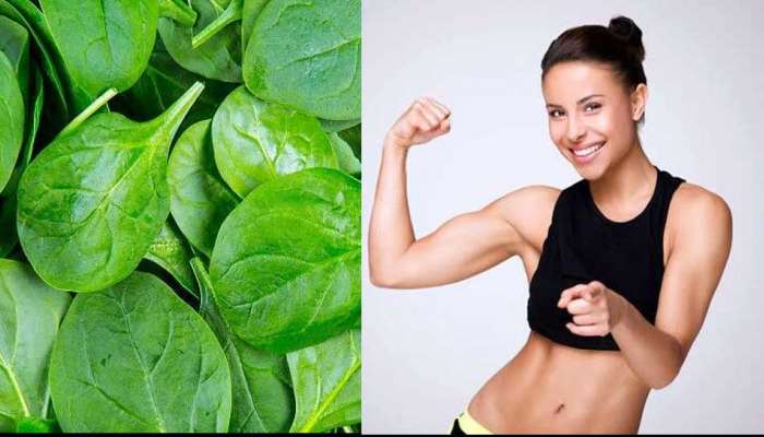 Benefits of spinach: തണുപ്പ് കാലത്ത് പാലക്ക് ചീര കഴിക്കൂ, രോഗങ്ങൾ അകലും ഗുണവും ഏറെ