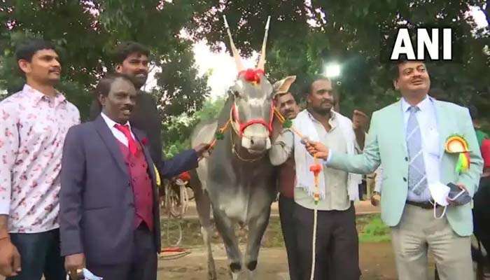 Bull Costs 1 Crore: കാളയുടെ വില 1 കോടി,  കാരണം കേട്ടാല്‍  നിങ്ങള്‍  ഞെട്ടും ...!! 