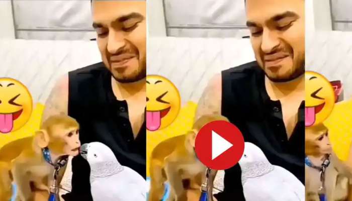 Viral Video: തത്തയെ ചുംബിക്കാൻ പോയ കുരങ്ങന്റെ അവസ്ഥ കണ്ടോ? ചിരിക്കാതിരിക്കാൻ കഴിയില്ല