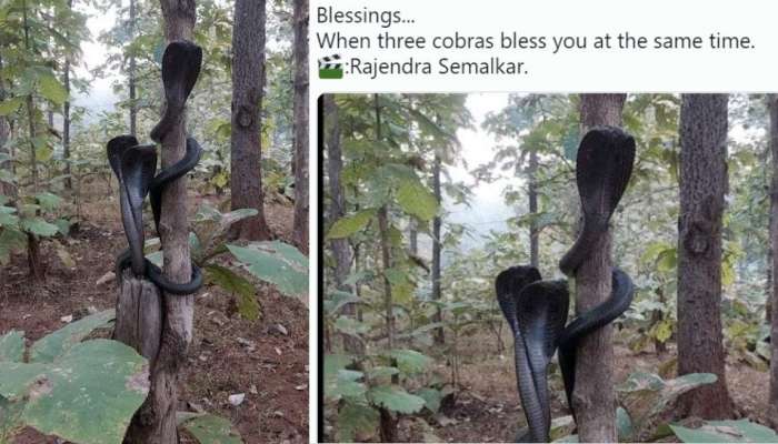 Black Cobra Viral Picture| മരത്തിൽ ചുറ്റി പിണഞ്ഞ് കരി മൂർഖൻമാർ, കാടിൻറെ വന്യതയിലെ ആ വൈറൽ ചിത്രം