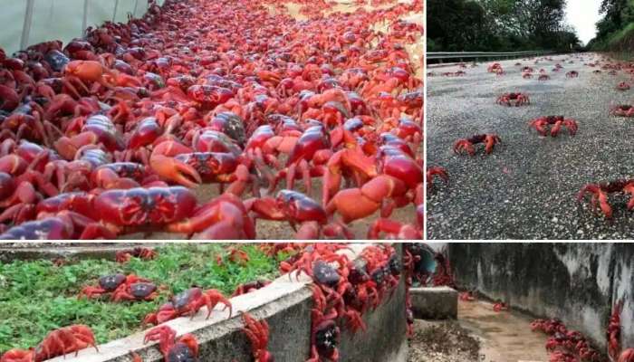 Viral News: Australia’s crab migration; ഇത് ചുവന്ന റോഡല്ല,  വംശം നിലനിര്‍ത്താനുള്ള ഞണ്ടുകളുടെ നീണ്ട യാത്രയാണ്...!! 